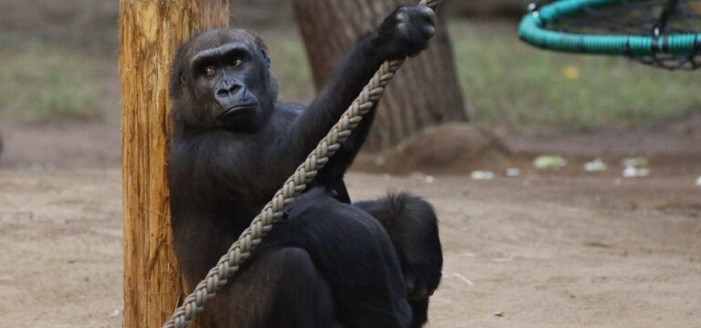 Zweijähriger Gorilla im Zoo Rostock trotz OP gestorben