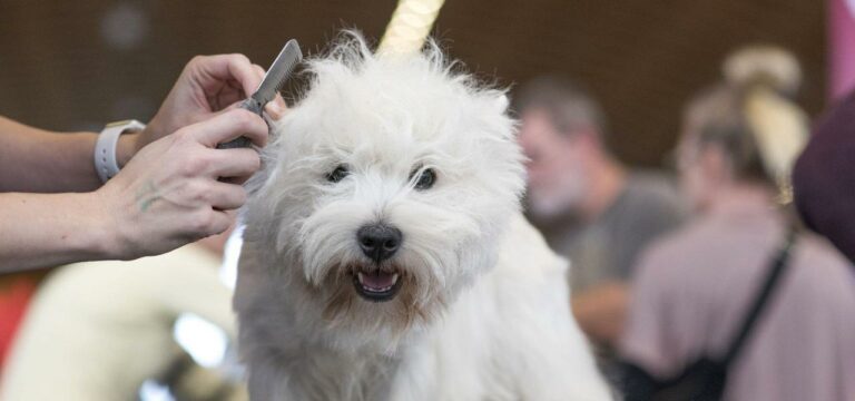 Rassehunde-Messe: 2071 Tiere, 271 Rassen, viele Besucher