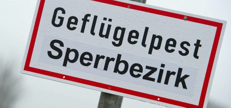 Zwei Geflügelpest-Ausbrüche in zwei Tagen in MV