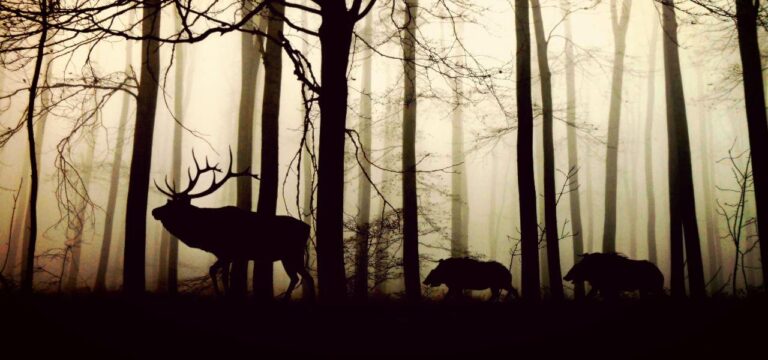 In nur 24 Stunden: Zehn Wildunfälle im Bereich Nordwestmecklenburg