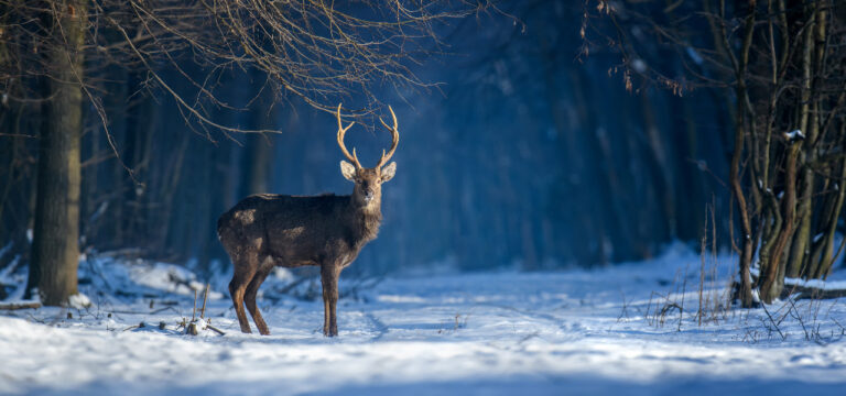 Ruhiges und kaltes Winterwetter in MV