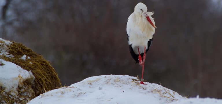 Störche kommen wieder: Früh-Rückkehrer in Belitz