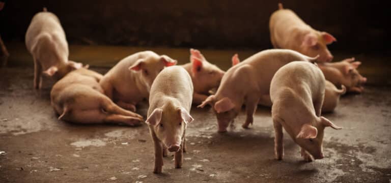 Schweinebestand um 19 Prozent binnen eines Jahres gesunken