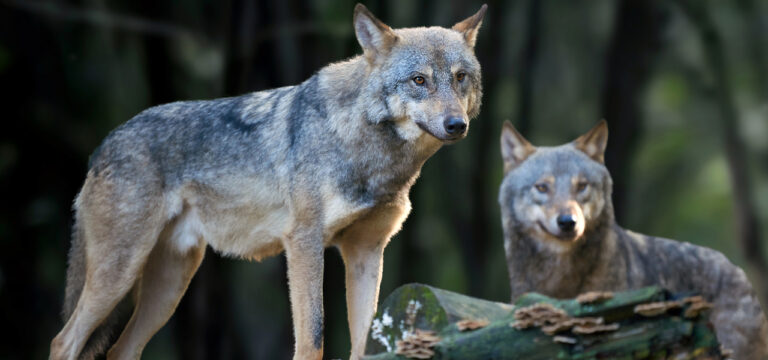 Ministerium: Fünf neue Wolfsrudel in Mecklenburg-Vorpommern