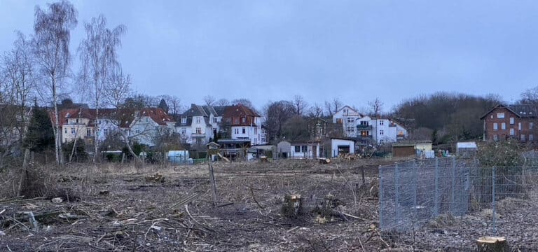 Wismar: Kahlschlag von Wald am HEVAG-Gelände: Bündnis 90/DIE GRÜNEN empört!