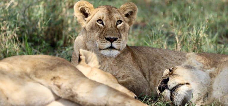 Zoos wollen „inspirierend“ in Sachen Nachhaltigkeit sein