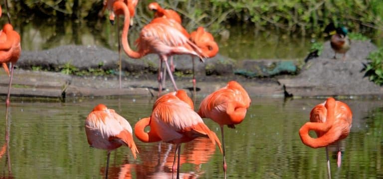 Verdacht auf Vogelgrippe: Schweriner Zoo vorerst geschlossen