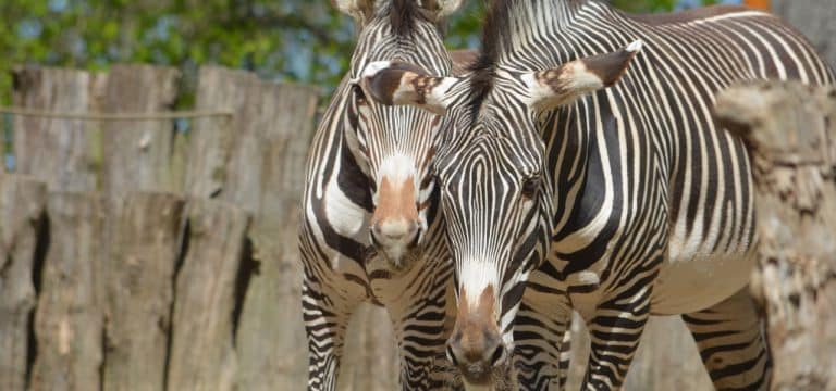 Landeszootag unter dem Motto „Kinder-Tiere-Bildung“