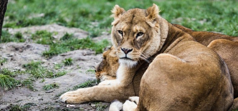 Rote-Liste-Zentrum im Schweriner Zoo eröffnet