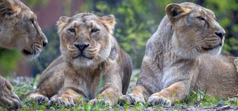 Tausende nutzen Landeszootag für kostenfreien Zoo-Besuch