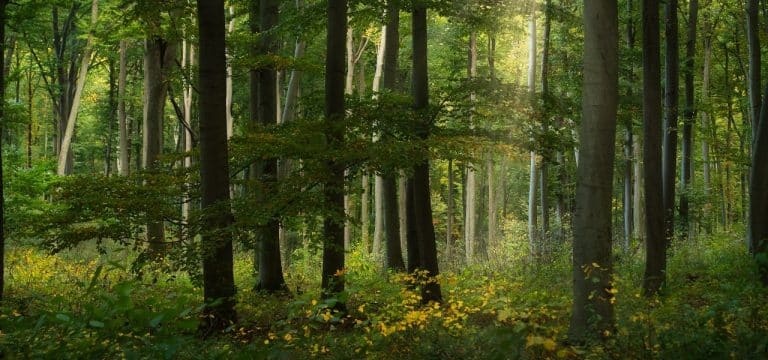 Experte: Wald hat sich nach Hitzesommern etwas stabilisiert