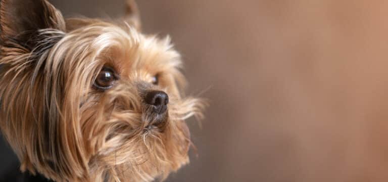 Rostocker Rassehunde-Ausstellung mit Melderekord