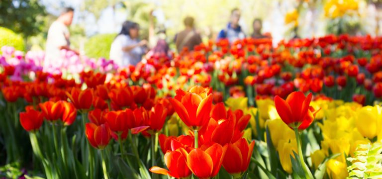 Viele Risiken: Bundesgartenschau 2025 in Rostock gefährdet