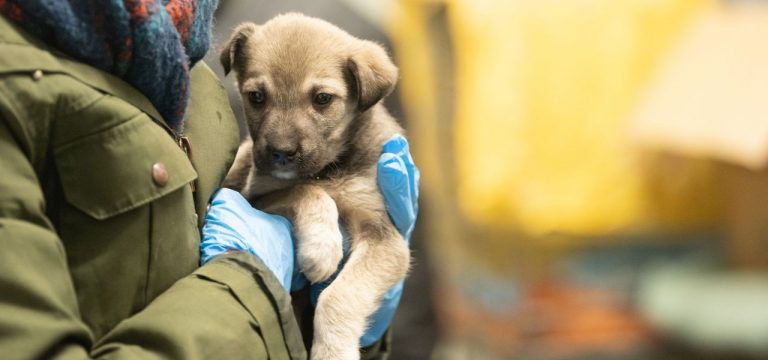 Ukraine nicht tollwutfrei: Kreis weist auf Tierregeln hin