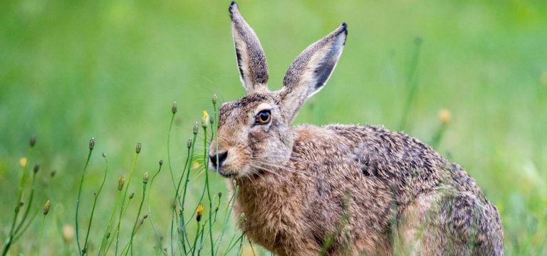 Mecklenburg-Vorpommern: Leichte Bestandszunahme von Feldhasen