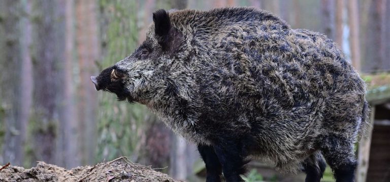 Wieder tote Wildschweine mit Schweinepest entdeckt