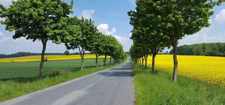 2400 neue Alleebäume in MV in diesem Frühjahr