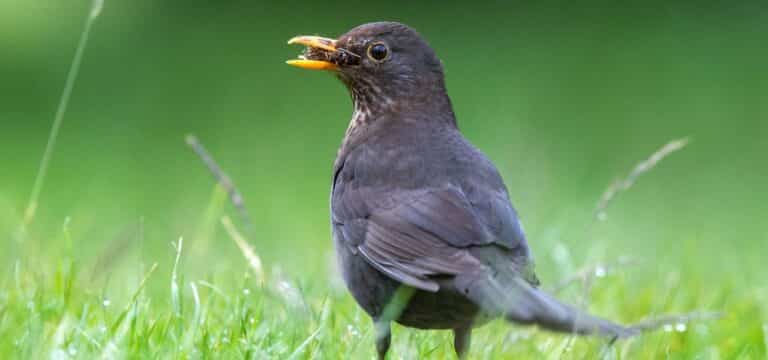 Zählaktion: Spatz und Amsel sind die häufigsten Gartenvögel