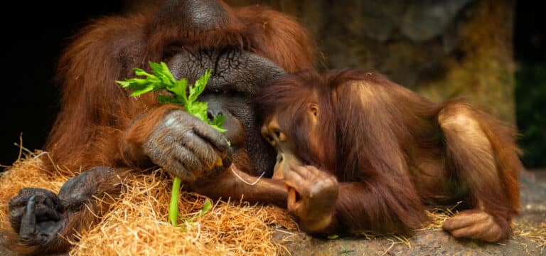 Nachwuchs im Rostocker Zoo: Sechstes Orang-Utan-Baby