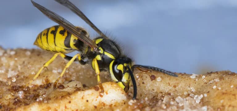 Das ist zu beachten: Was bei Bienen- und Wespenstichen zu tun ist