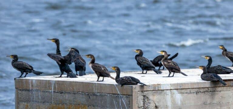 Neuer Vorstoß zum Kormoran vom Verband der Binnenfischer