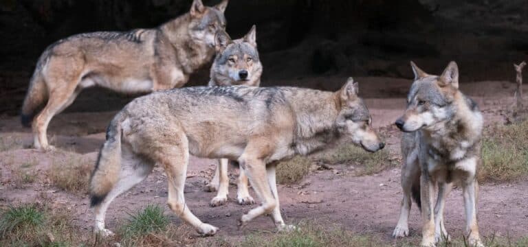 Wolfs-Bestände wachsen: Backhaus für Schutzstatus-Prüfung