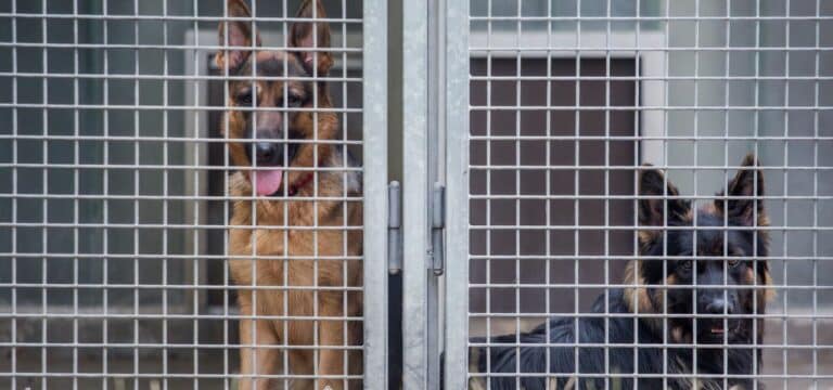 Corona sorgt für volle Tierheime: Schwer vermittelbare Hunde