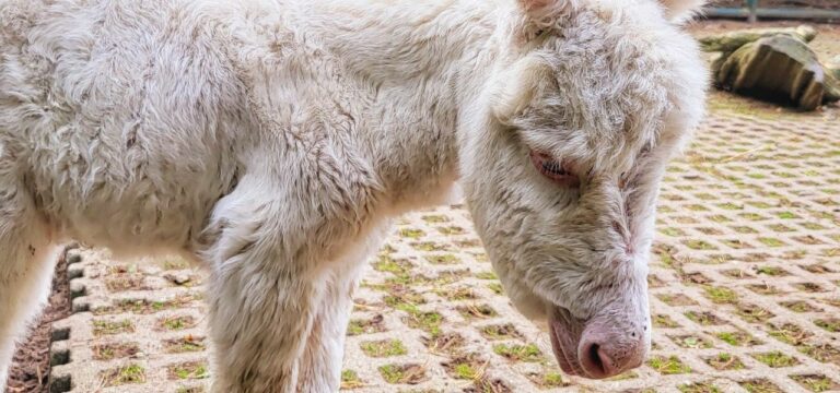 Nachwuchs bei seltenen Zwergeseln im Stralsunder Zoo