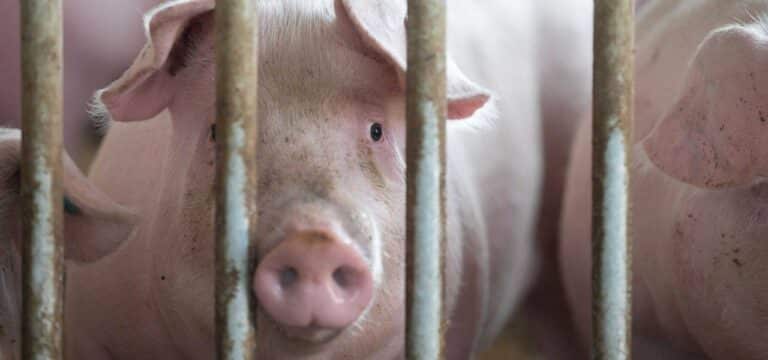 Kritik an geplantem Ersatz für abgebrannten Schweinestall