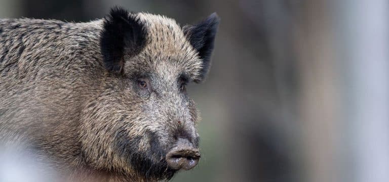 Wildschwein schlägt Polizei in die Flucht: Tier getötet