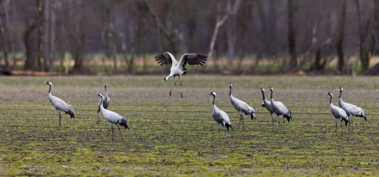 Kraniche treffen sich zum „Tank“-Stopp vor Ostsee-Überflug