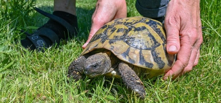 Zahl der Besitzer geschützter Tierarten in MV steigt