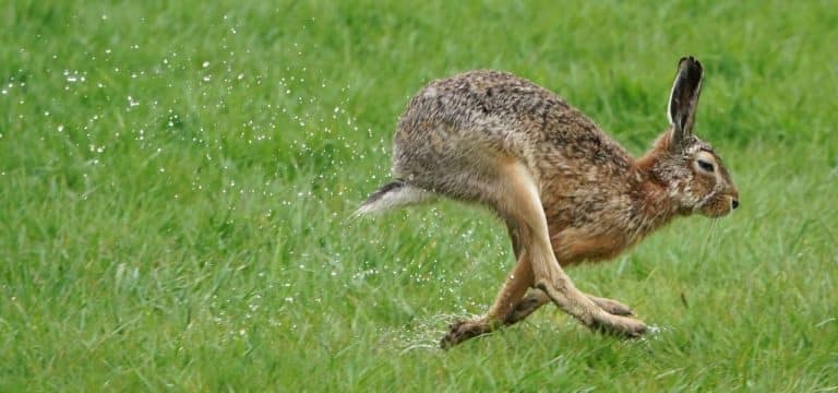 Jagdverband: Zahl der Feldhasen in MV stabil