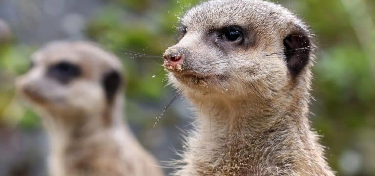 Neue Erdmännchen-Truppe im Rostocker Zoo