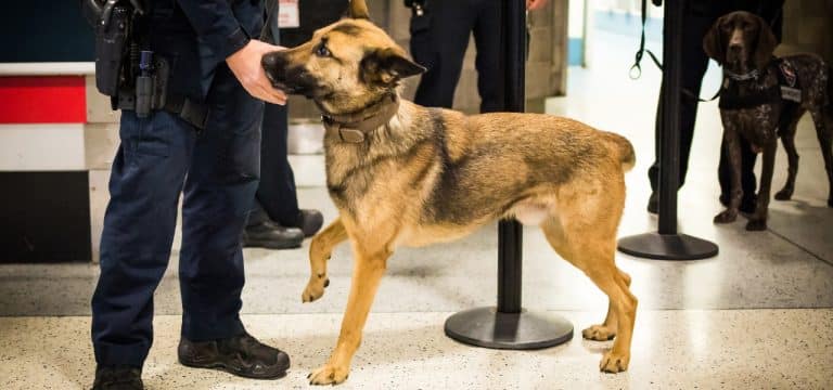 Fährtenhund spürt Verdächtigen nach Bränden in Schwerin auf