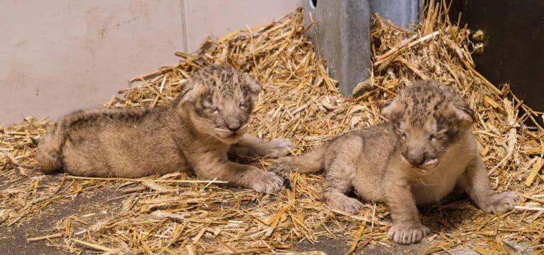 Doppelter Löwen-Nachwuchs im Schweriner Zoo