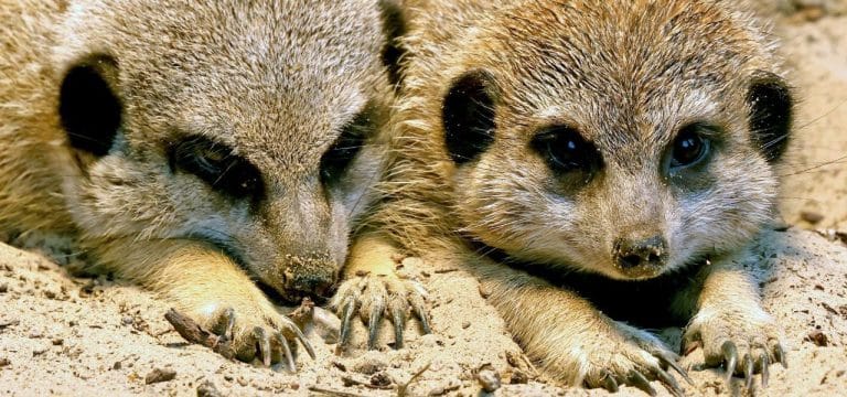 Neugieriger Erdmännchen-Nachwuchs erkundet Rostocker Zoo