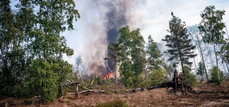 Deutlich weniger Waldbrände im Nordosten