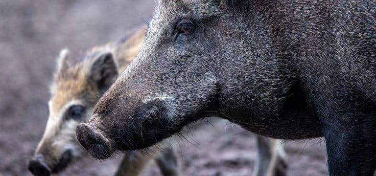 Wismar: 17 Wildschweine gingen im 3. Quartal in die Schwarzwildfalle 