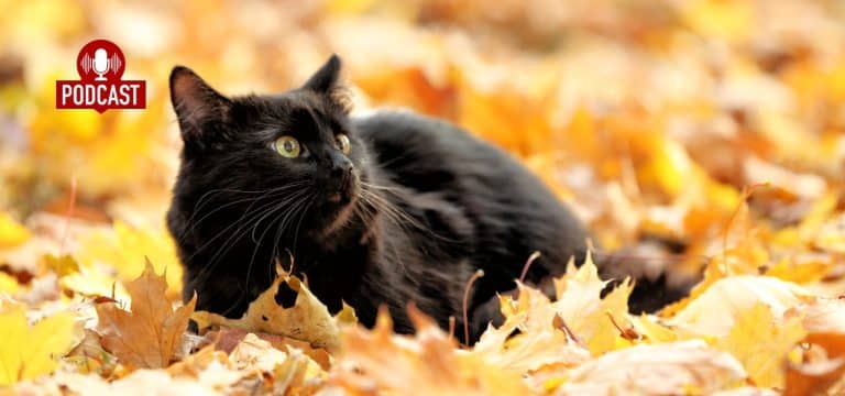 Katzen im Herbst: Können Katzen frieren und sich sogar erkälten?