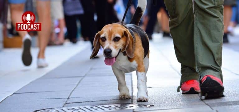 Big City Dog: Glückliches Hundeleben in der Stadt