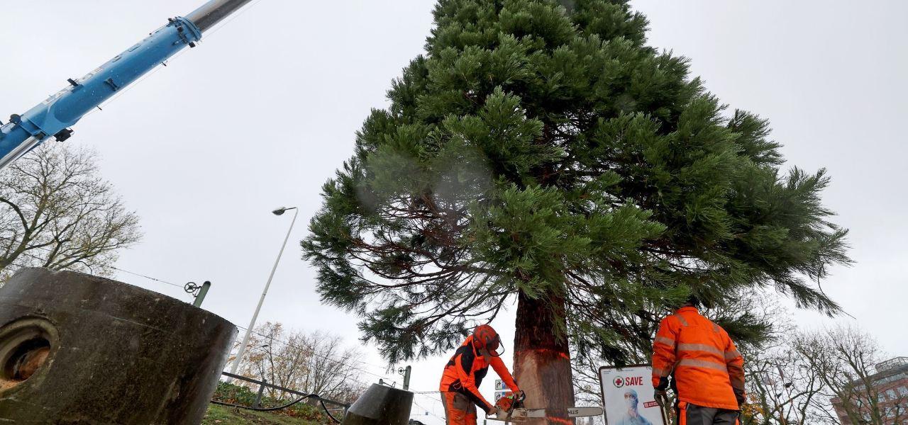 MammutWeihnachtsbaum in Rostock aufgestellt