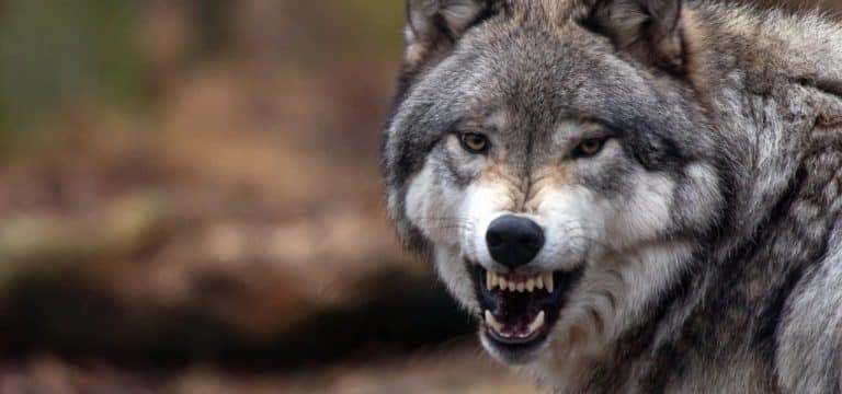 Ministerium: Keine Belege für Wolfsangriff auf Pferde