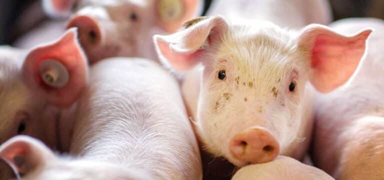 Wieder mehr Schweine in MV-Ställen