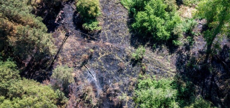 Ast fällt in Stromleitung und löst Waldbrand in Lübtheen aus