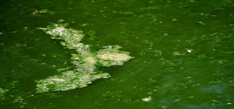 Blaualgen in vier Seen in MV nachgewiesen