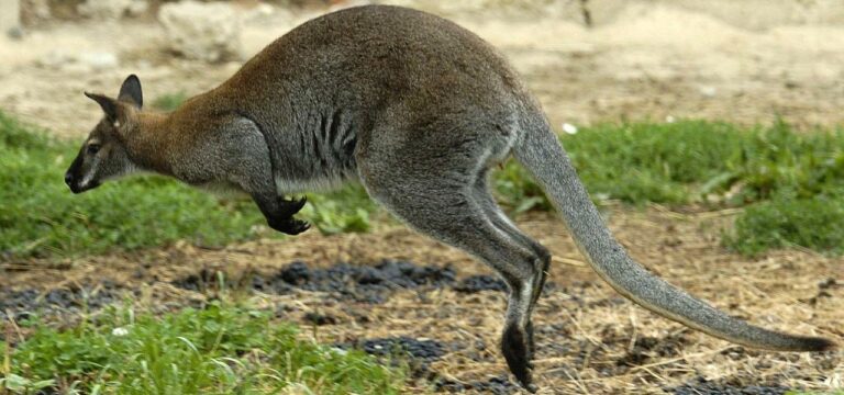 Zu Silvester geflohen – Vermisstes Känguru eingefangen