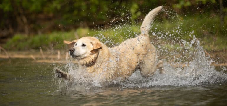 Am Wasser: Tipps für einen Badetag mit Hund