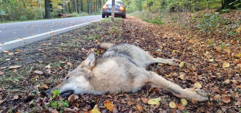 Bislang zehn illegale Wolfsabschüsse in MV