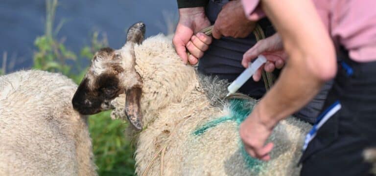 Nordwestmecklenburg: Blauzungenkrankheit breitet sich weiter aus